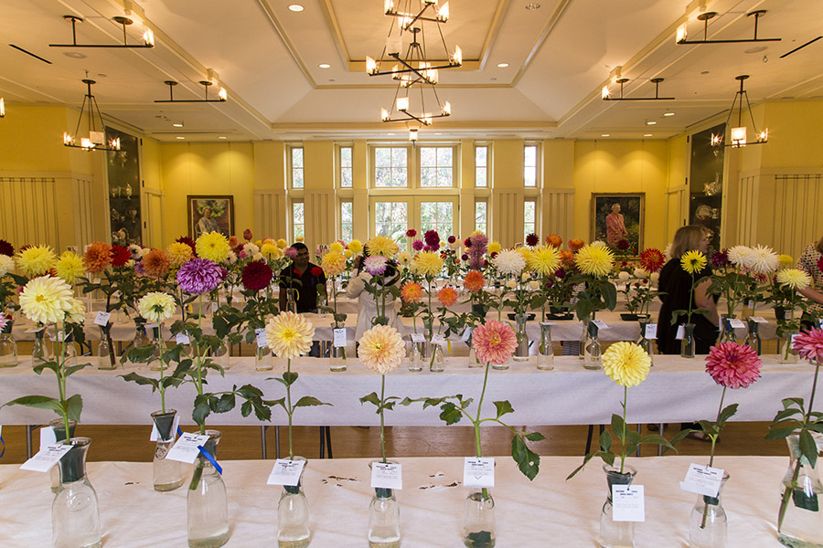 Dahlia Society of Georgia 2015 Show