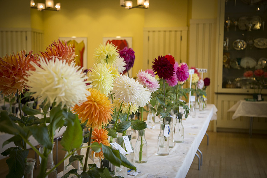 2015 Dahlia show at Atlanta Botanical Gardens